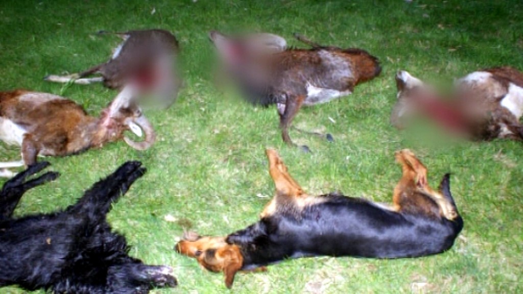 Muflóny_psy_roztrhané_tráva_veľa zelene_raster